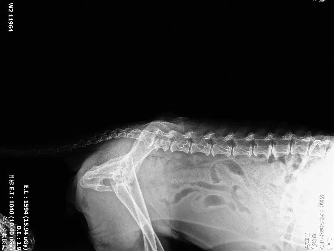 动物拍片腹部怎么摆【病例分享】犬-外科-股骨头切除术_https://www.jmylbn.com_新闻资讯_第31张