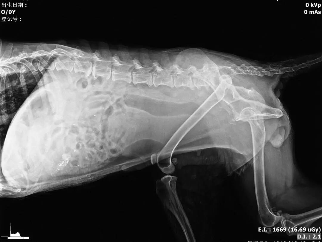 动物拍片腹部怎么摆【病例分享】犬-外科-股骨头切除术_https://www.jmylbn.com_新闻资讯_第8张