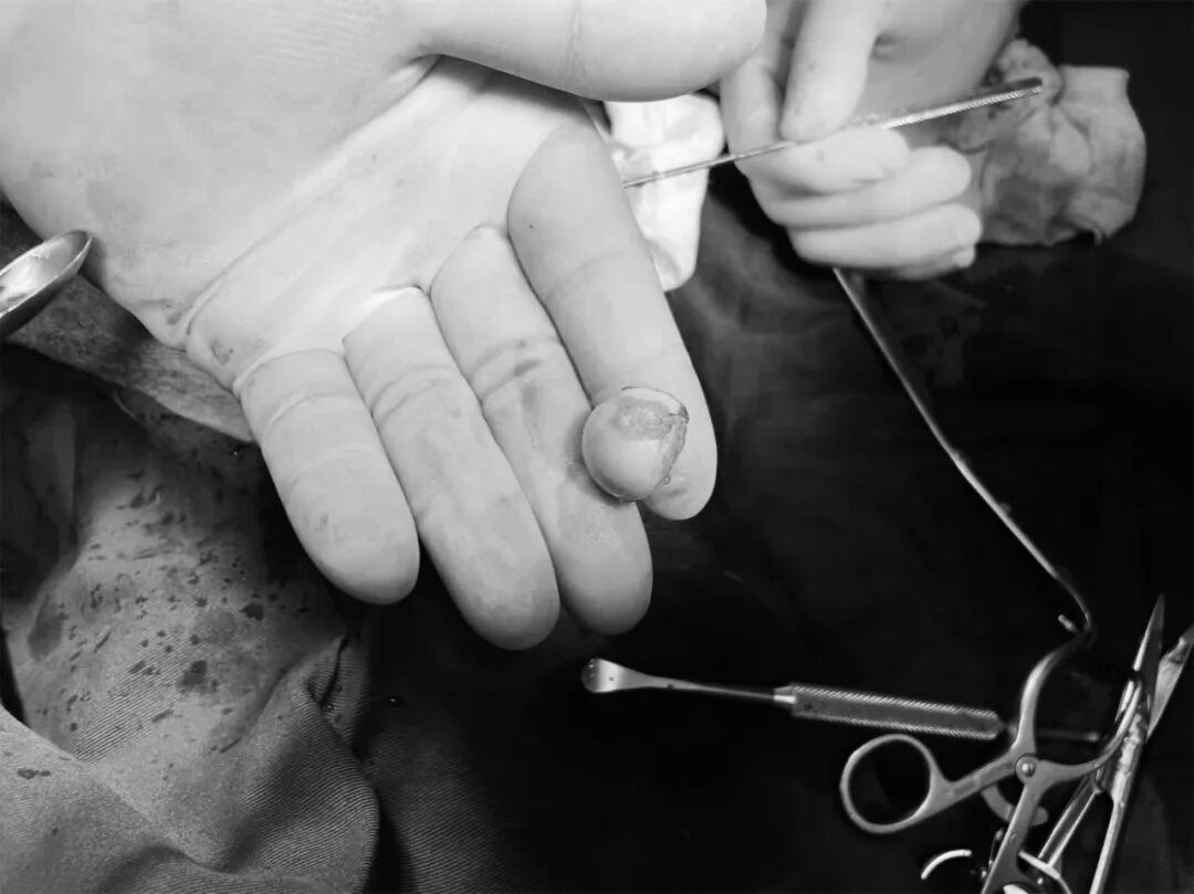 动物拍片腹部怎么摆【病例分享】犬-外科-股骨头切除术_https://www.jmylbn.com_新闻资讯_第25张