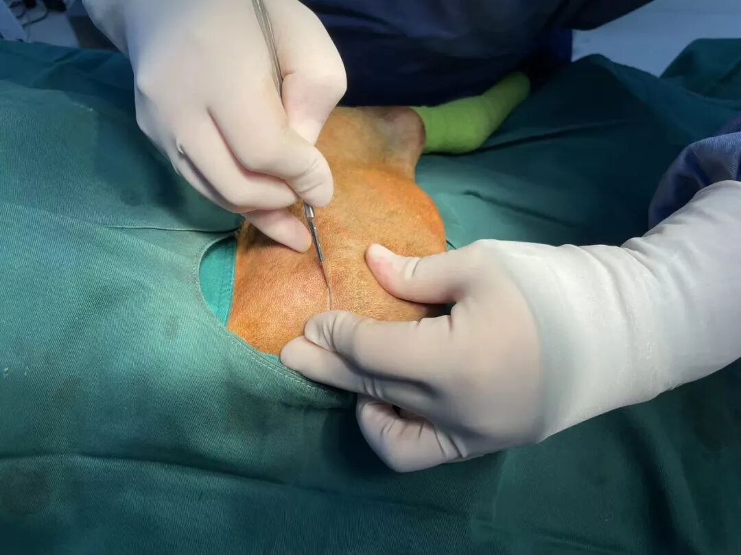 动物拍片腹部怎么摆【病例分享】犬-外科-股骨头切除术_https://www.jmylbn.com_新闻资讯_第17张