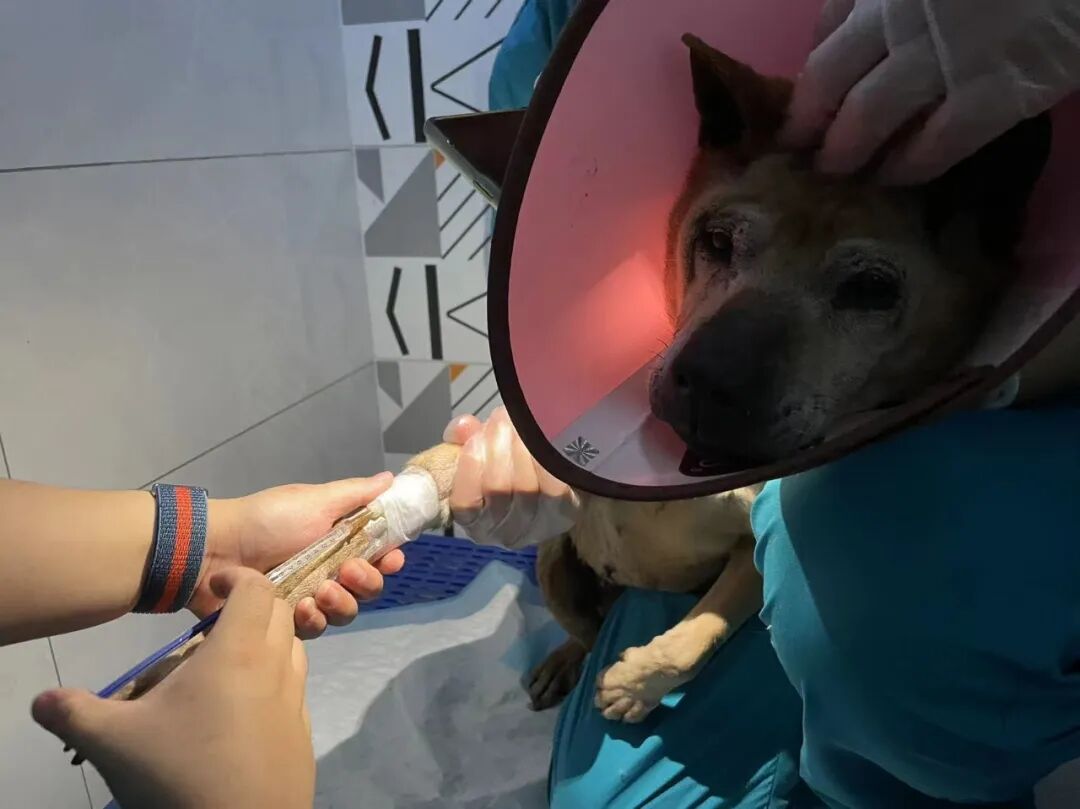 动物拍片腹部怎么摆【病例分享】犬-外科-股骨头切除术_https://www.jmylbn.com_新闻资讯_第11张