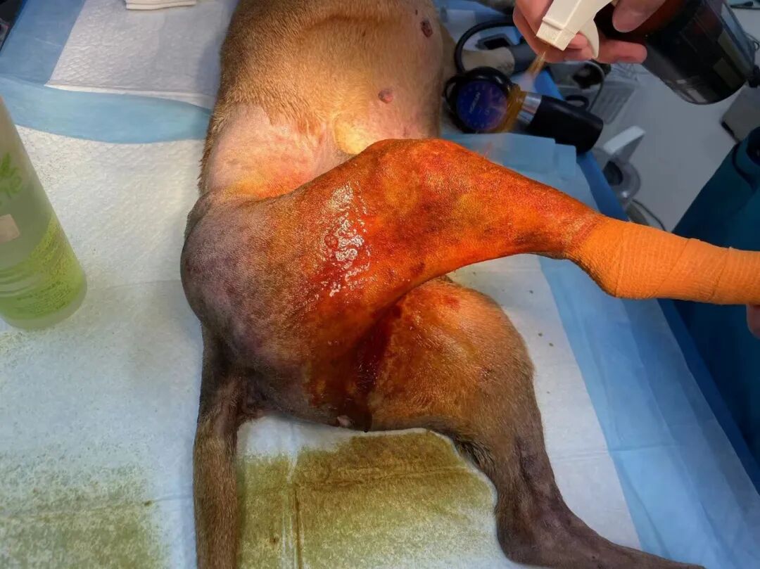 动物拍片腹部怎么摆【病例分享】犬-外科-股骨头切除术_https://www.jmylbn.com_新闻资讯_第15张