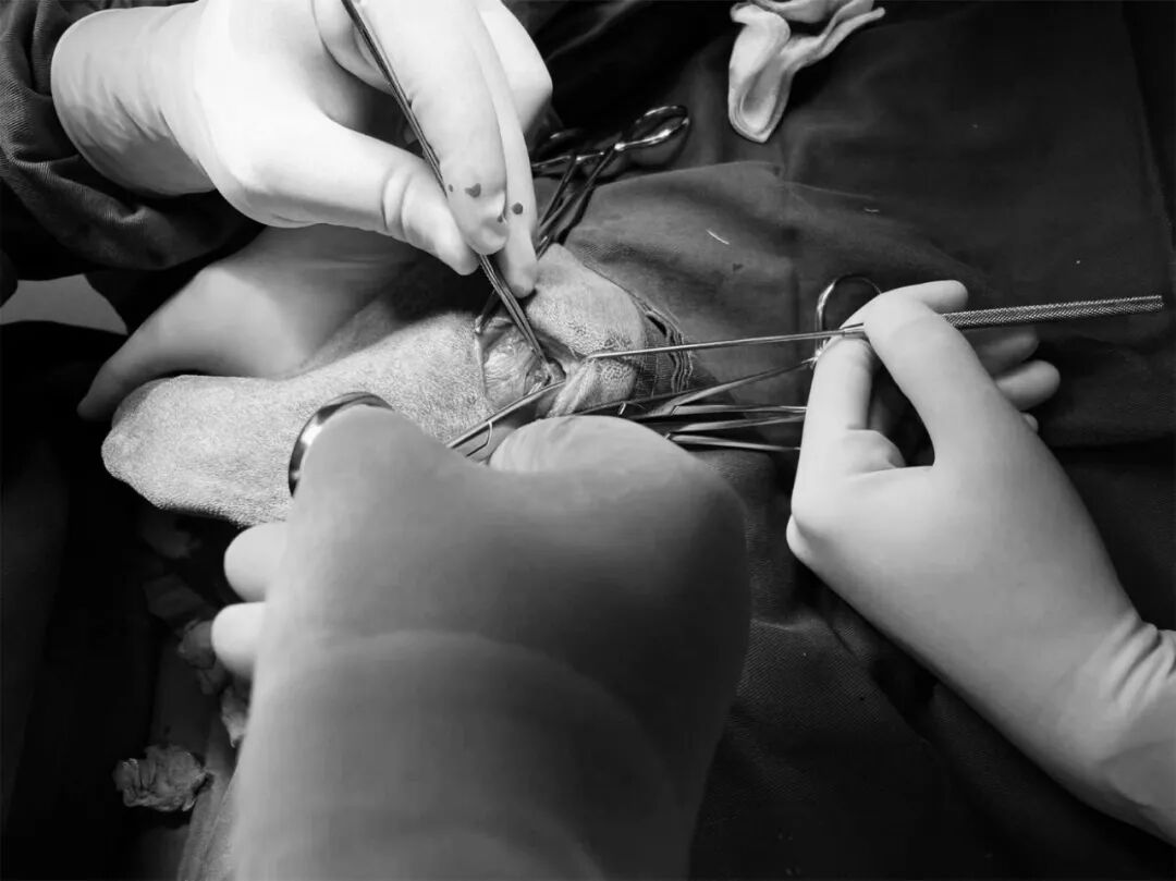 动物拍片腹部怎么摆【病例分享】犬-外科-股骨头切除术_https://www.jmylbn.com_新闻资讯_第20张