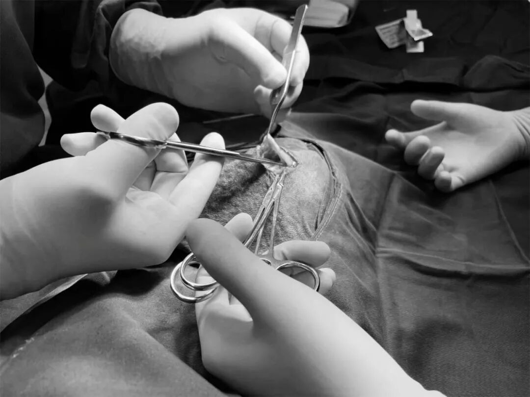 动物拍片腹部怎么摆【病例分享】犬-外科-股骨头切除术_https://www.jmylbn.com_新闻资讯_第19张