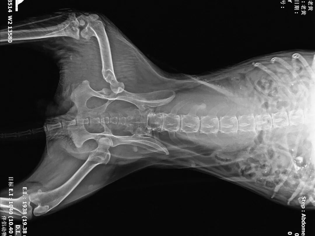 动物拍片腹部怎么摆【病例分享】犬-外科-股骨头切除术_https://www.jmylbn.com_新闻资讯_第9张