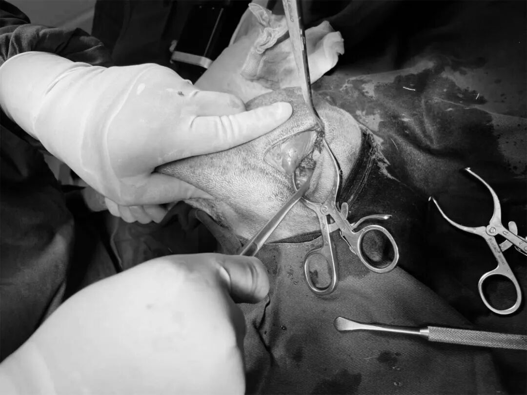 动物拍片腹部怎么摆【病例分享】犬-外科-股骨头切除术_https://www.jmylbn.com_新闻资讯_第22张