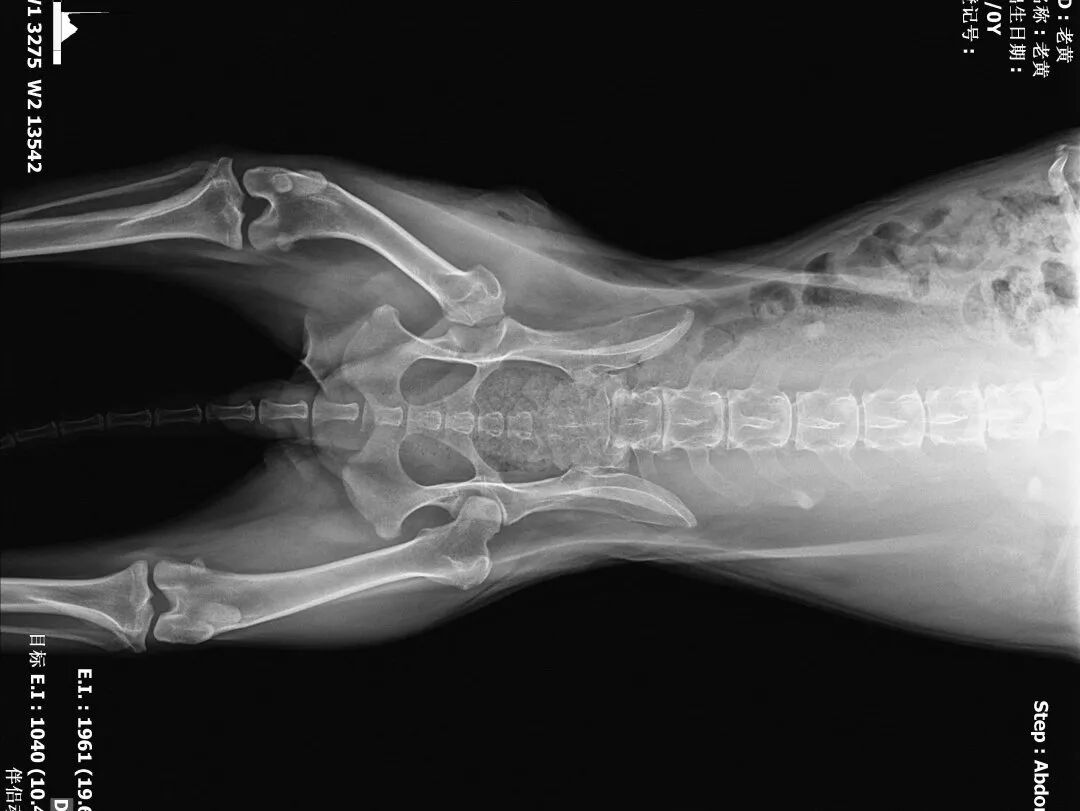 动物拍片腹部怎么摆【病例分享】犬-外科-股骨头切除术_https://www.jmylbn.com_新闻资讯_第30张