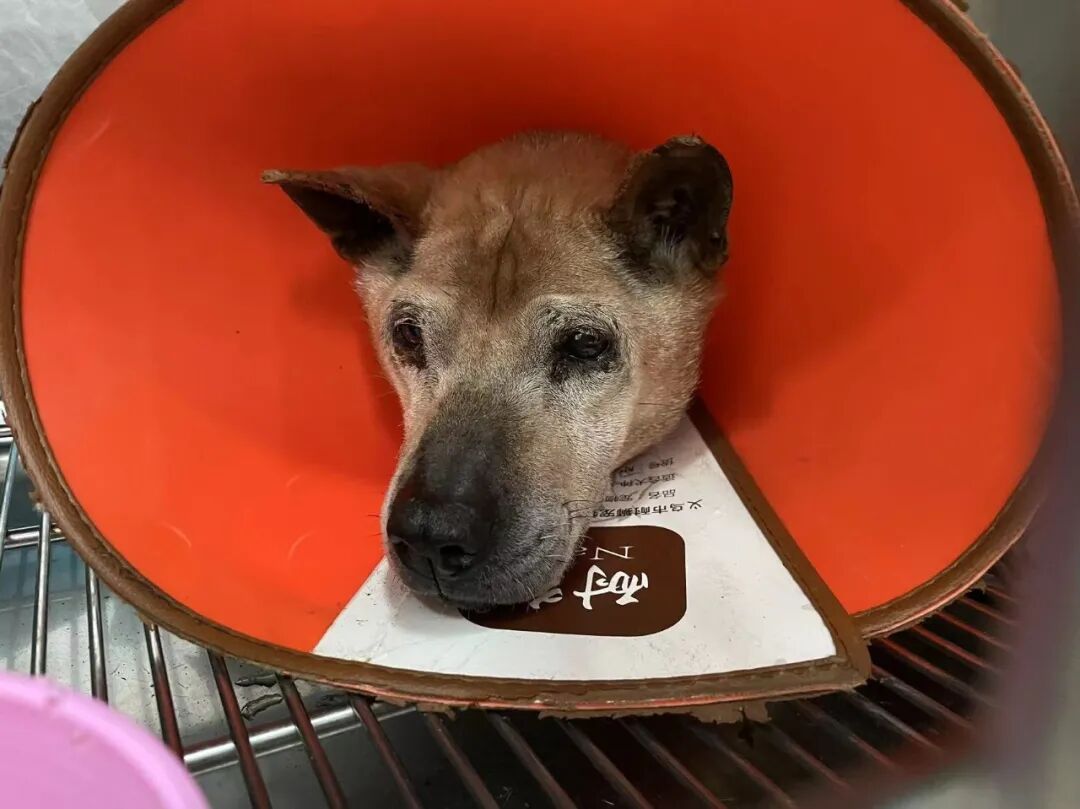 动物拍片腹部怎么摆【病例分享】犬-外科-股骨头切除术_https://www.jmylbn.com_新闻资讯_第29张