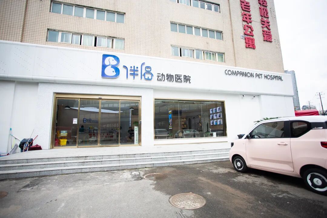 动物拍片腹部怎么摆【病例分享】犬-外科-股骨头切除术_https://www.jmylbn.com_新闻资讯_第36张