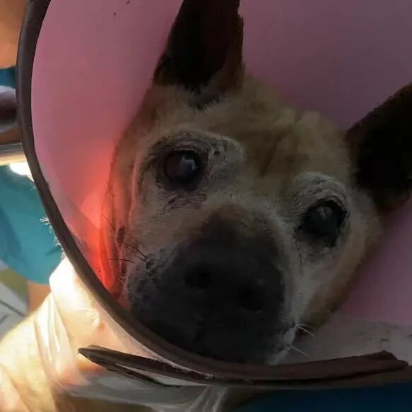 动物拍片腹部怎么摆【病例分享】犬-外科-股骨头切除术_https://www.jmylbn.com_新闻资讯_第2张