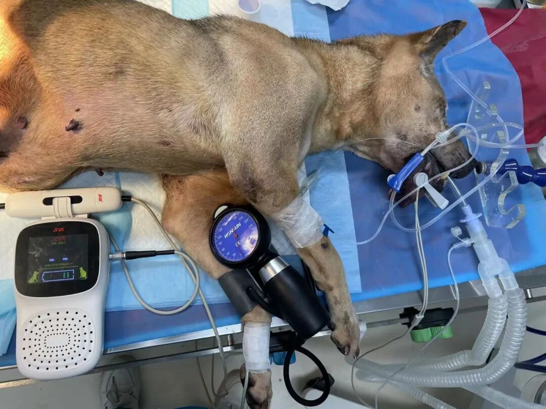 动物拍片腹部怎么摆【病例分享】犬-外科-股骨头切除术_https://www.jmylbn.com_新闻资讯_第14张