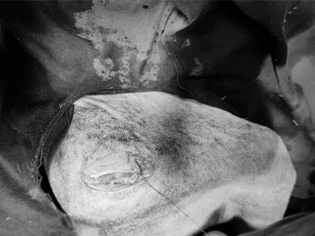 动物拍片腹部怎么摆【病例分享】犬-外科-股骨头切除术_https://www.jmylbn.com_新闻资讯_第26张