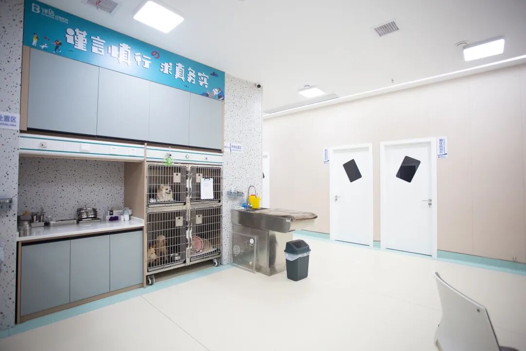 动物拍片腹部怎么摆【病例分享】犬-外科-股骨头切除术_https://www.jmylbn.com_新闻资讯_第40张