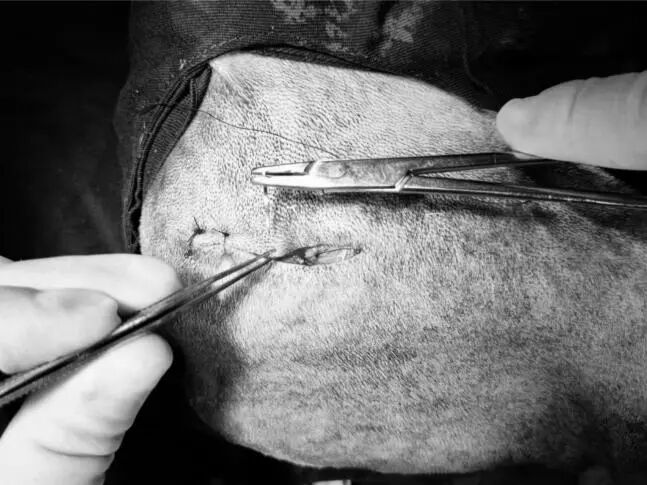 动物拍片腹部怎么摆【病例分享】犬-外科-股骨头切除术_https://www.jmylbn.com_新闻资讯_第27张