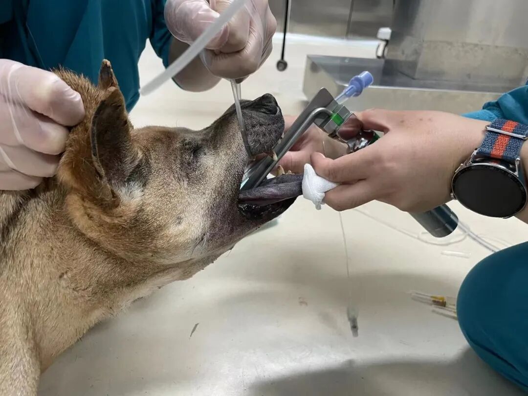 动物拍片腹部怎么摆【病例分享】犬-外科-股骨头切除术_https://www.jmylbn.com_新闻资讯_第13张