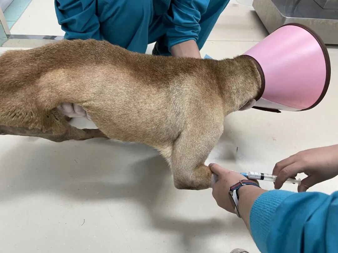 动物拍片腹部怎么摆【病例分享】犬-外科-股骨头切除术_https://www.jmylbn.com_新闻资讯_第12张