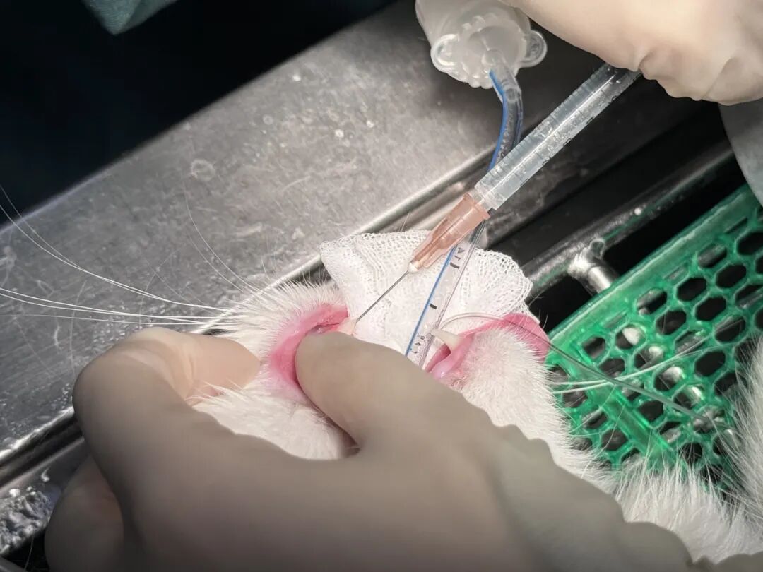 口腔光固化灯是什么光【病例分享】猫-牙科-活髓治疗_https://www.jmylbn.com_新闻资讯_第14张