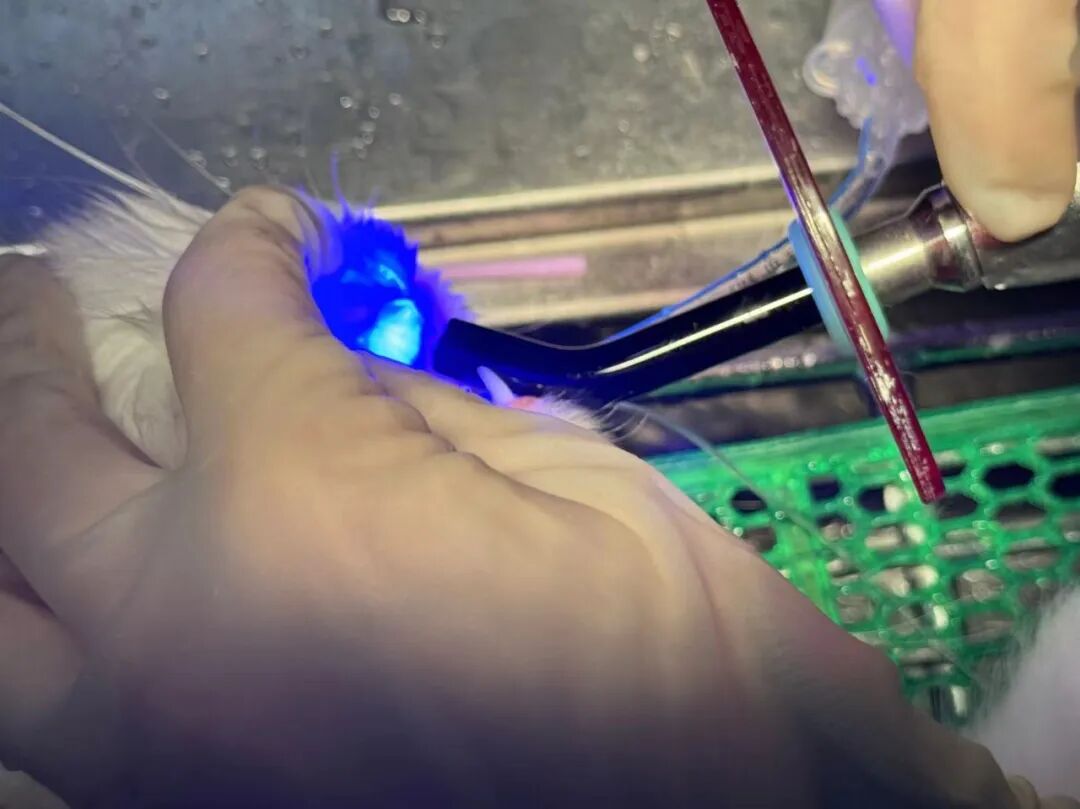 口腔光固化灯是什么光【病例分享】猫-牙科-活髓治疗_https://www.jmylbn.com_新闻资讯_第23张