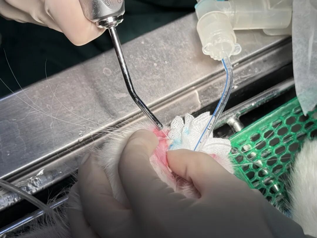 口腔光固化灯是什么光【病例分享】猫-牙科-活髓治疗_https://www.jmylbn.com_新闻资讯_第21张