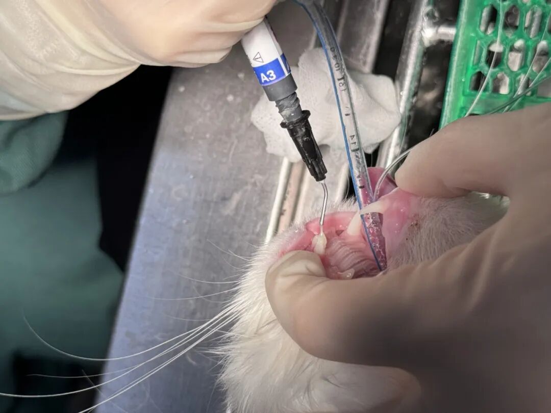 口腔光固化灯是什么光【病例分享】猫-牙科-活髓治疗_https://www.jmylbn.com_新闻资讯_第24张