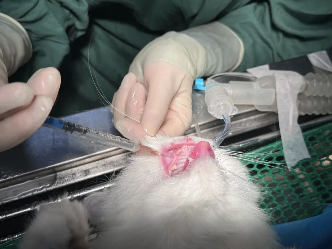 口腔光固化灯是什么光【病例分享】猫-牙科-活髓治疗_https://www.jmylbn.com_新闻资讯_第11张