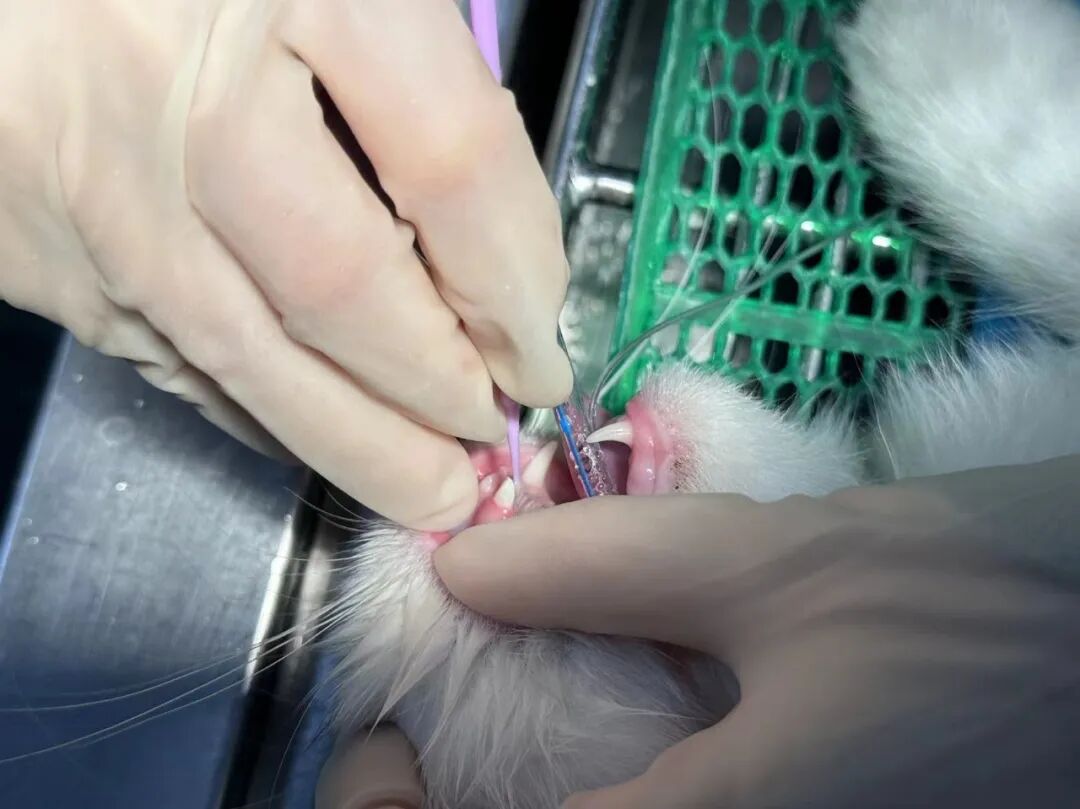 口腔光固化灯是什么光【病例分享】猫-牙科-活髓治疗_https://www.jmylbn.com_新闻资讯_第22张