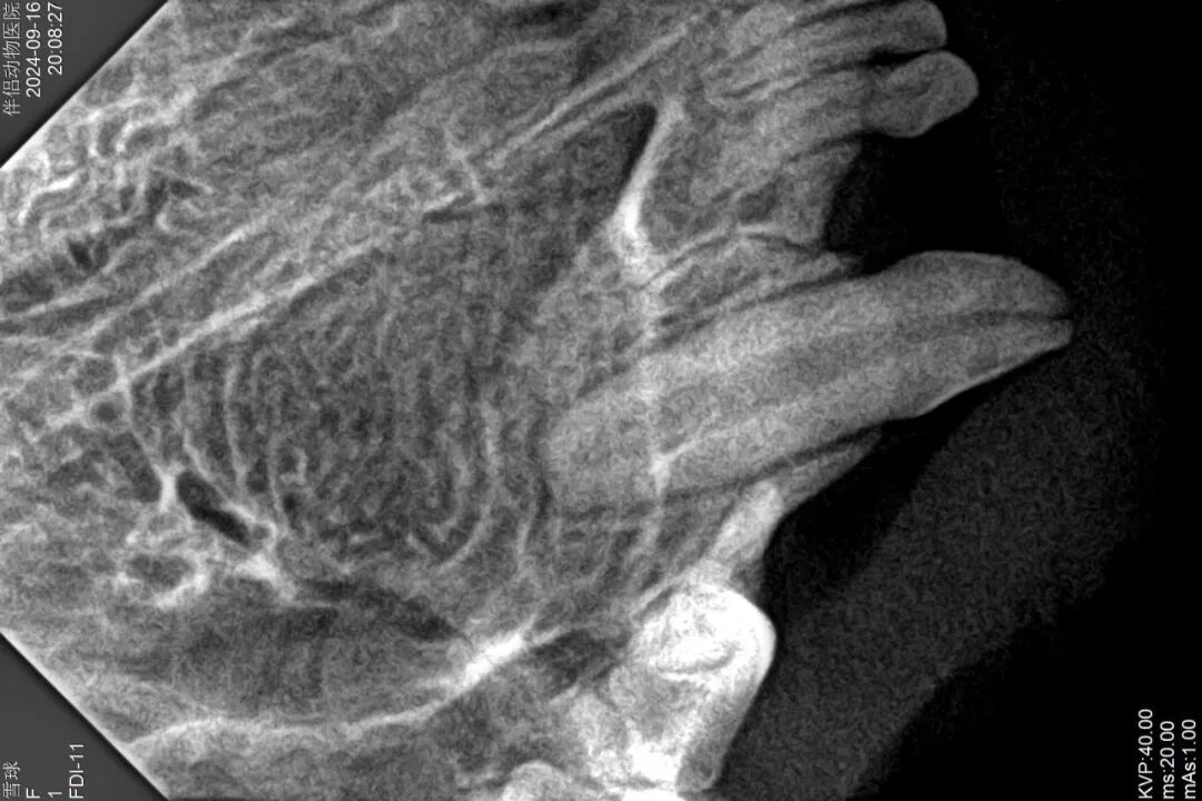 口腔光固化灯是什么光【病例分享】猫-牙科-活髓治疗_https://www.jmylbn.com_新闻资讯_第10张