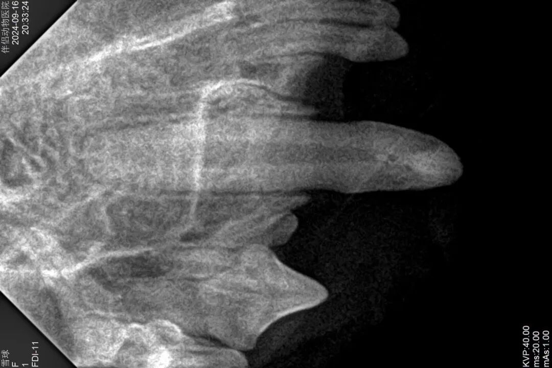 口腔光固化灯是什么光【病例分享】猫-牙科-活髓治疗_https://www.jmylbn.com_新闻资讯_第29张