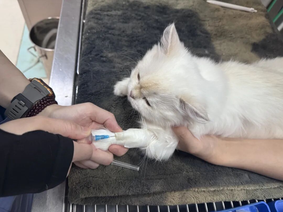 口腔光固化灯是什么光【病例分享】猫-牙科-活髓治疗_https://www.jmylbn.com_新闻资讯_第6张