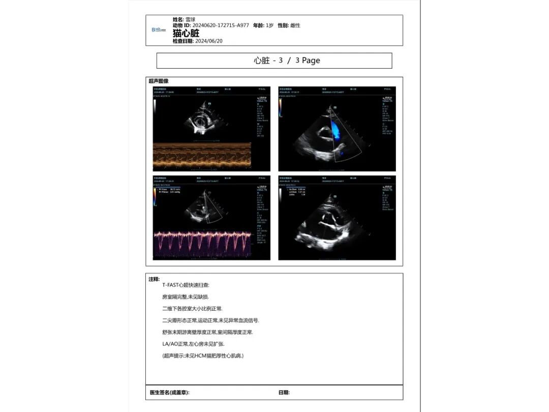 口腔光固化灯是什么光【病例分享】猫-牙科-活髓治疗_https://www.jmylbn.com_新闻资讯_第5张