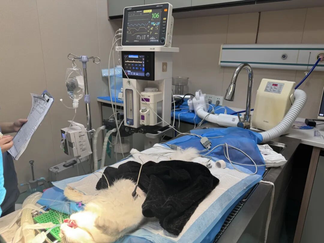 口腔光固化灯是什么光【病例分享】猫-牙科-活髓治疗_https://www.jmylbn.com_新闻资讯_第8张