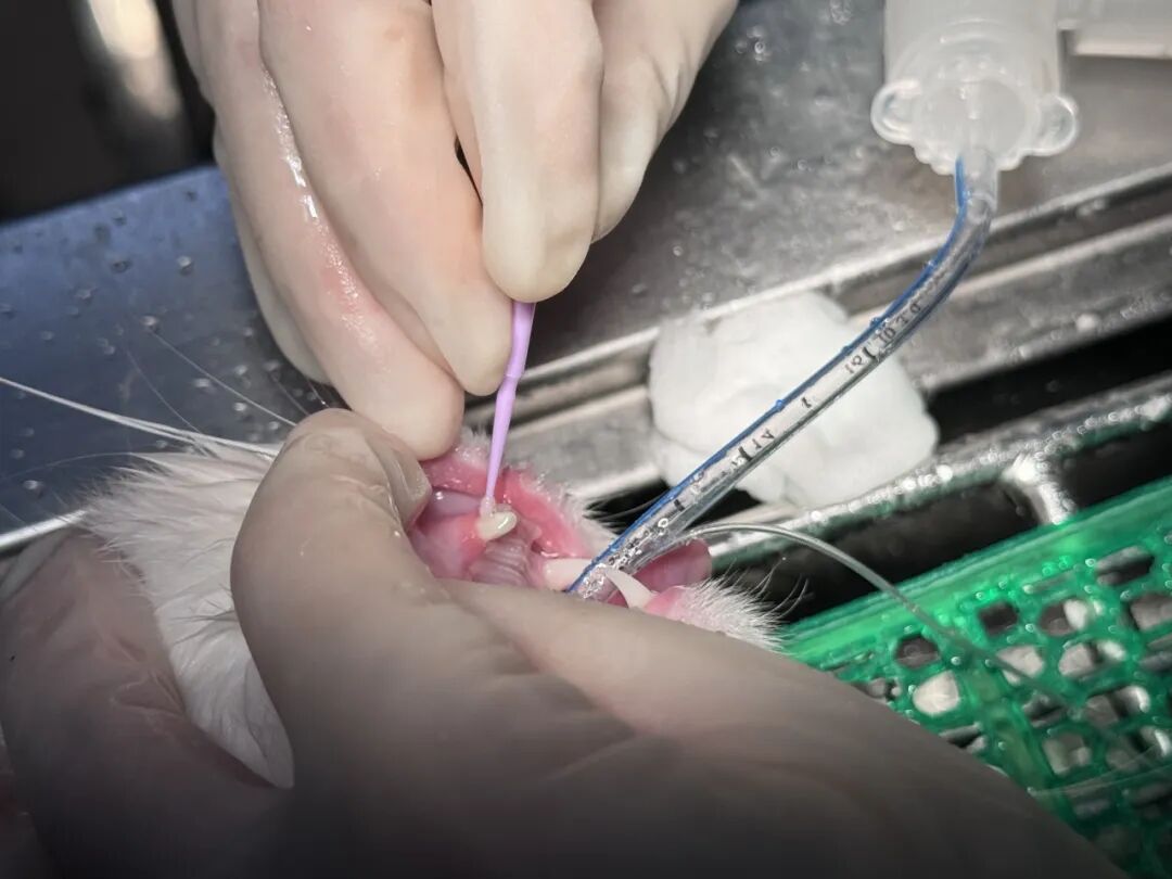 口腔光固化灯是什么光【病例分享】猫-牙科-活髓治疗_https://www.jmylbn.com_新闻资讯_第26张