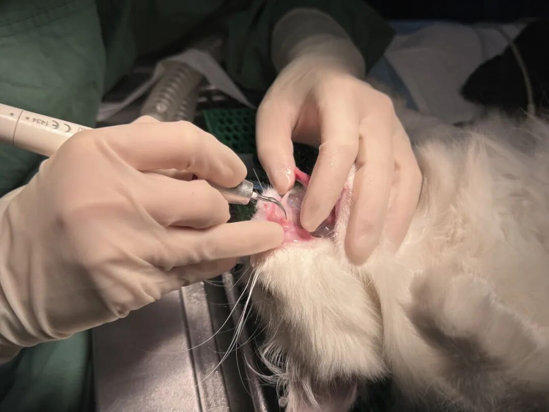 口腔光固化灯是什么光【病例分享】猫-牙科-活髓治疗_https://www.jmylbn.com_新闻资讯_第12张