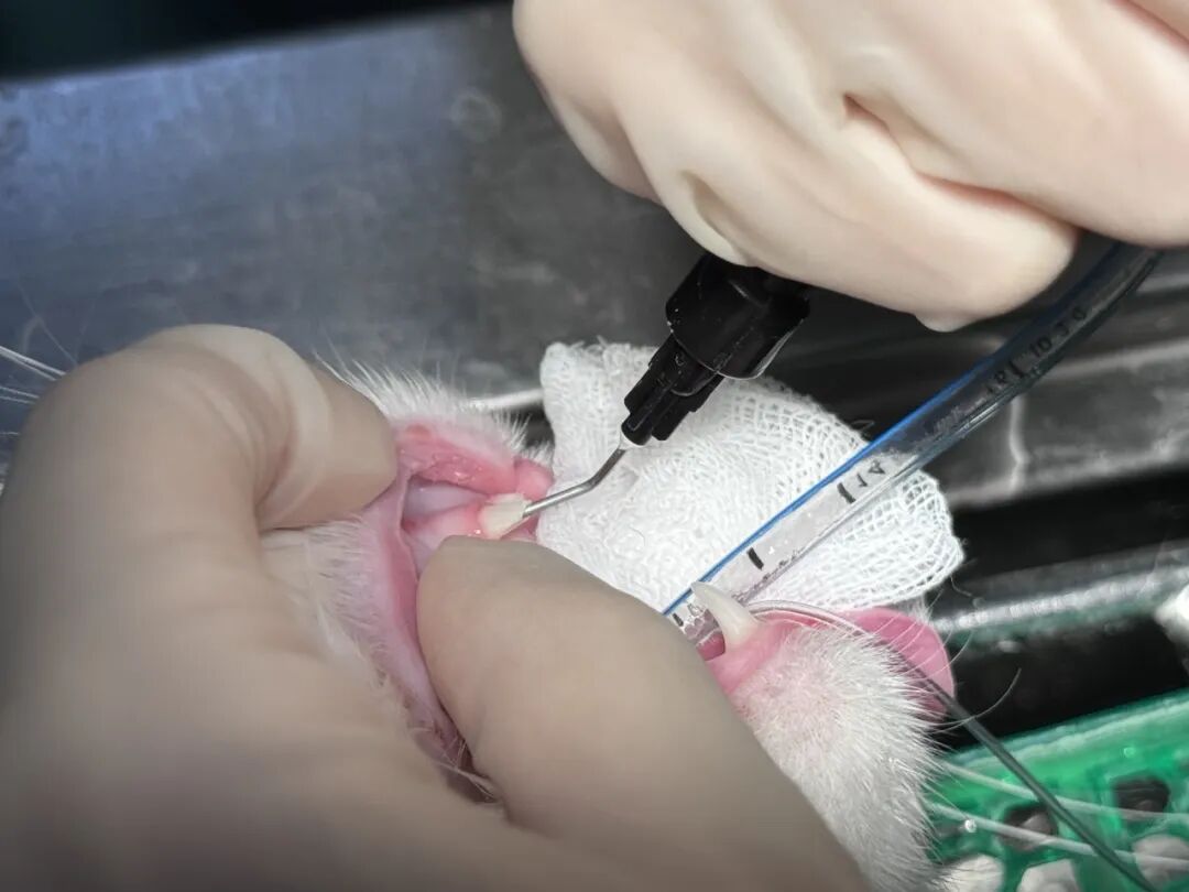 口腔光固化灯是什么光【病例分享】猫-牙科-活髓治疗_https://www.jmylbn.com_新闻资讯_第16张
