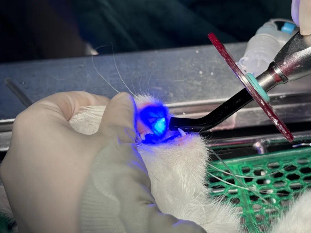 口腔光固化灯是什么光【病例分享】猫-牙科-活髓治疗_https://www.jmylbn.com_新闻资讯_第19张