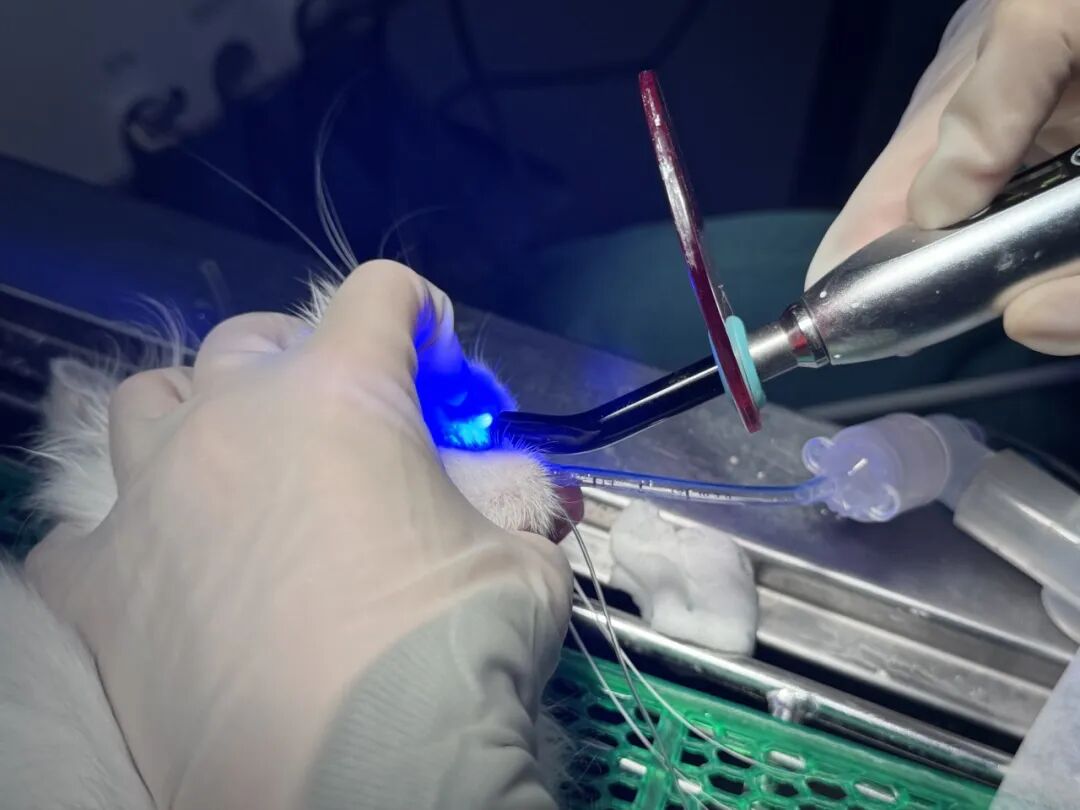 口腔光固化灯是什么光【病例分享】猫-牙科-活髓治疗_https://www.jmylbn.com_新闻资讯_第25张