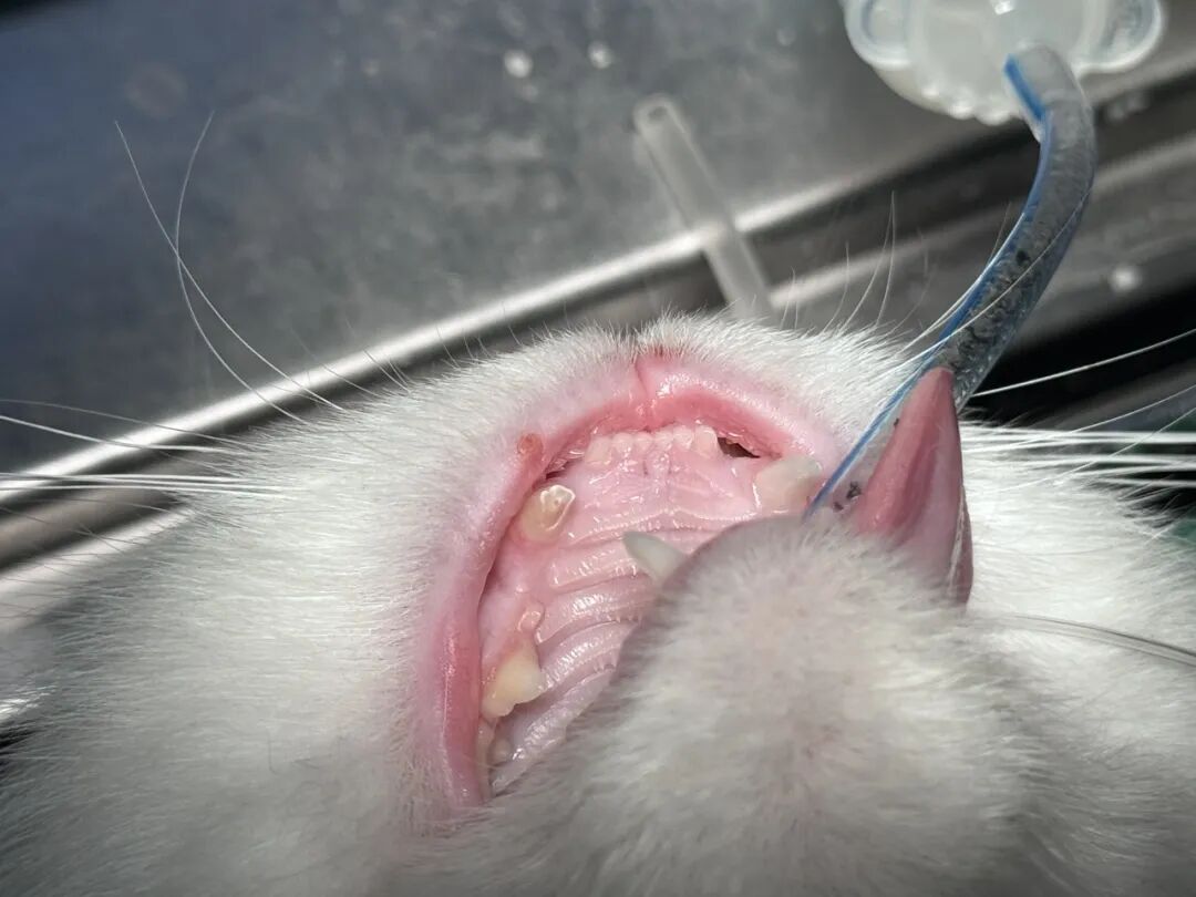 口腔光固化灯是什么光【病例分享】猫-牙科-活髓治疗_https://www.jmylbn.com_新闻资讯_第9张