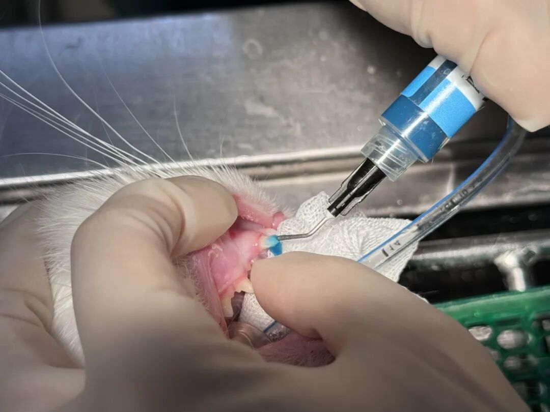 口腔光固化灯是什么光【病例分享】猫-牙科-活髓治疗_https://www.jmylbn.com_新闻资讯_第20张