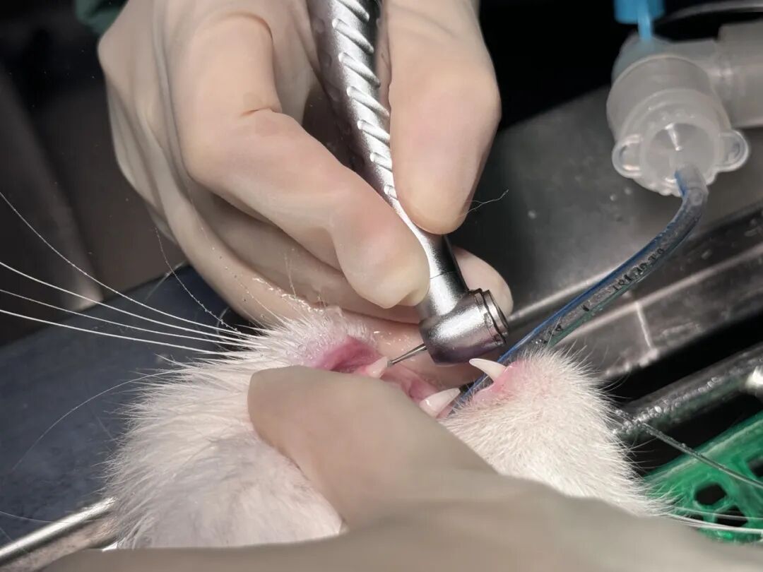 口腔光固化灯是什么光【病例分享】猫-牙科-活髓治疗_https://www.jmylbn.com_新闻资讯_第13张