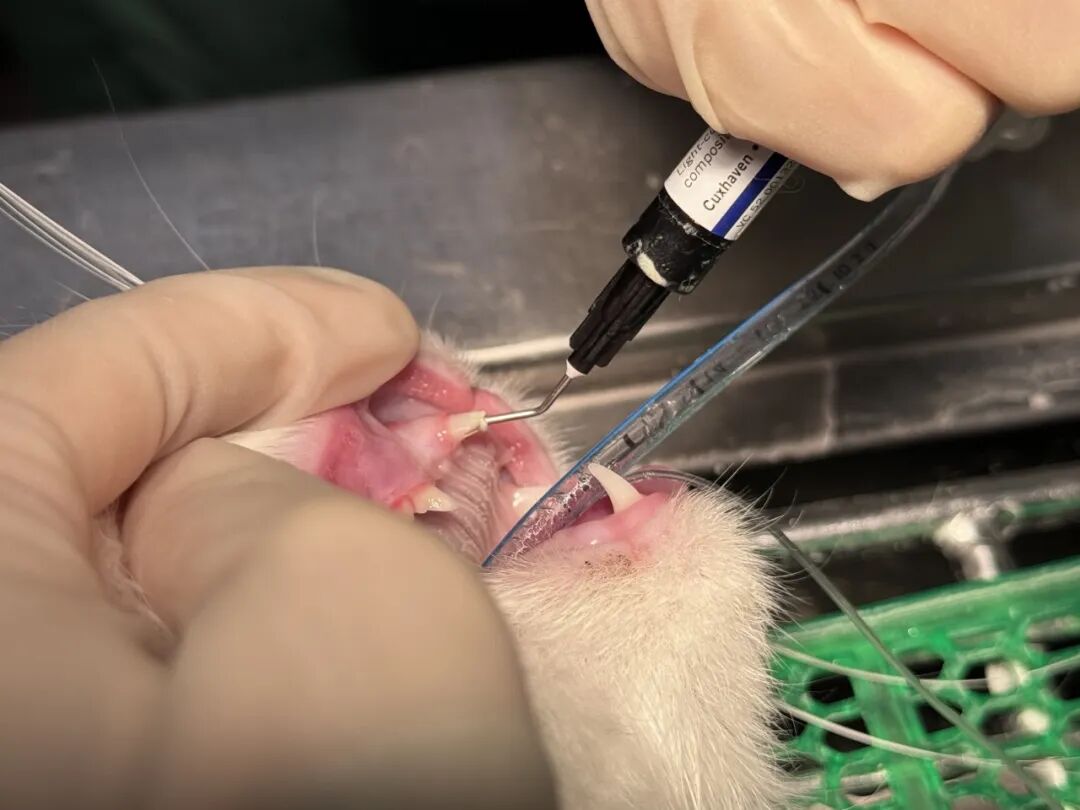 口腔光固化灯是什么光【病例分享】猫-牙科-活髓治疗_https://www.jmylbn.com_新闻资讯_第18张
