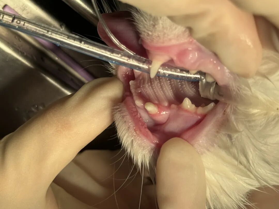 口腔光固化灯是什么光【病例分享】猫-牙科-活髓治疗_https://www.jmylbn.com_新闻资讯_第28张