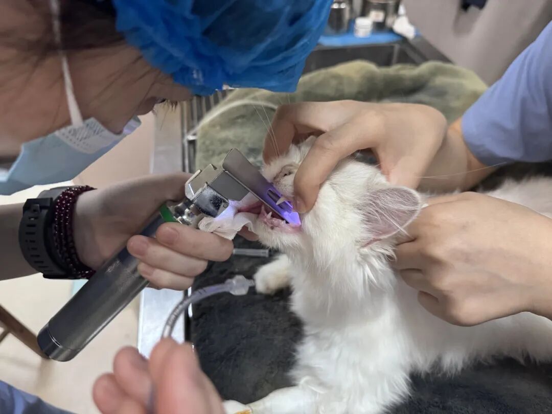 口腔光固化灯是什么光【病例分享】猫-牙科-活髓治疗_https://www.jmylbn.com_新闻资讯_第7张