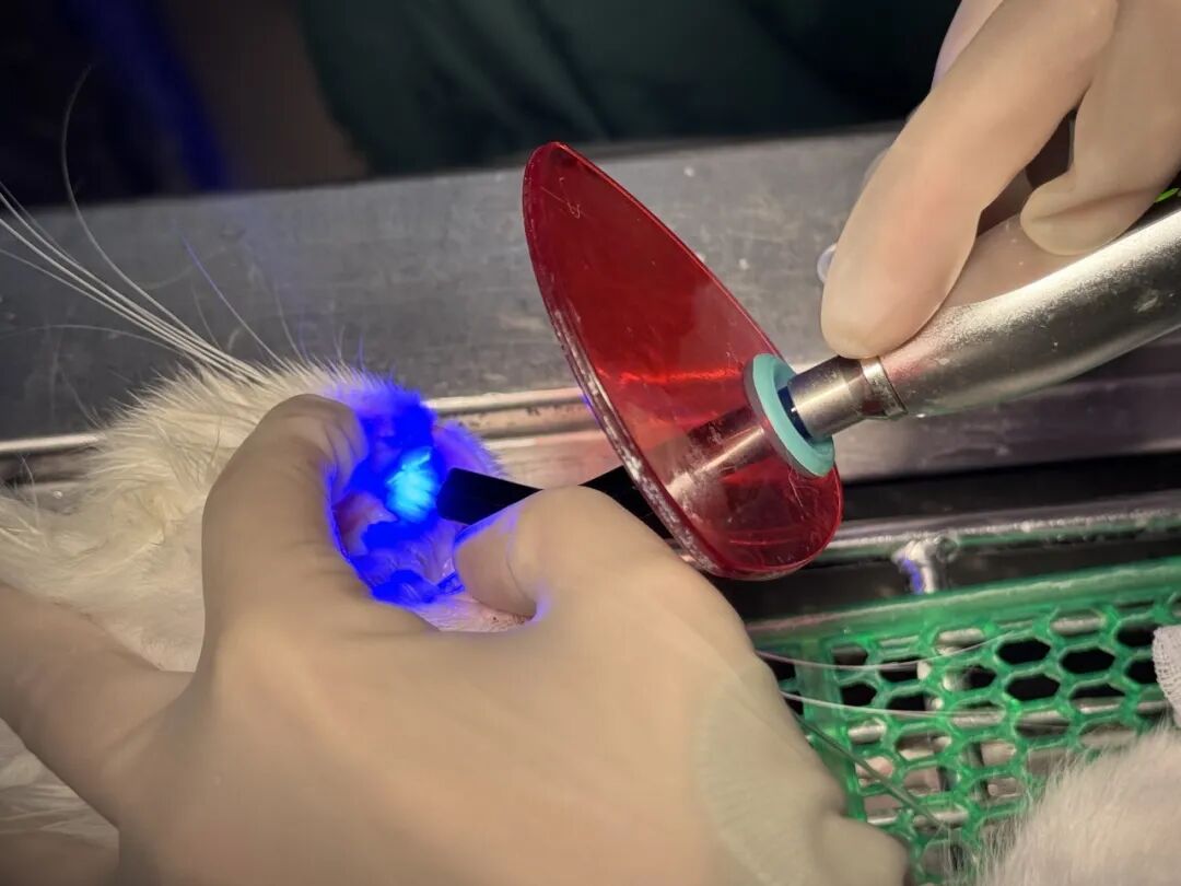 口腔光固化灯是什么光【病例分享】猫-牙科-活髓治疗_https://www.jmylbn.com_新闻资讯_第17张