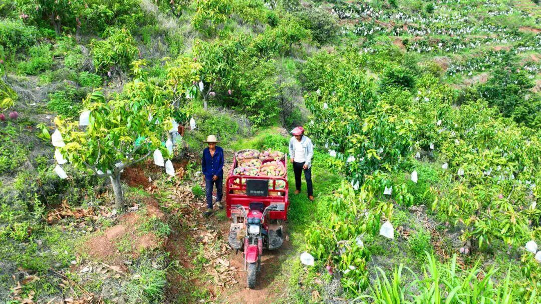 永兴芒果5.jpg
