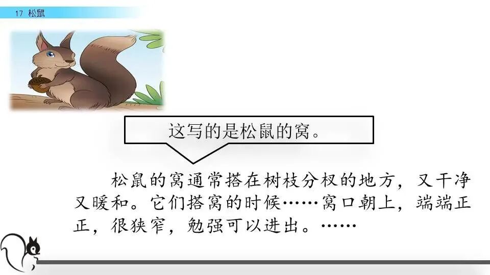 部编语文五年级（上册）第五单元·第17课《松鼠》