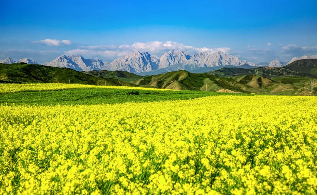 乌鞘岭油菜花海   作者：赵世鹏.jpg