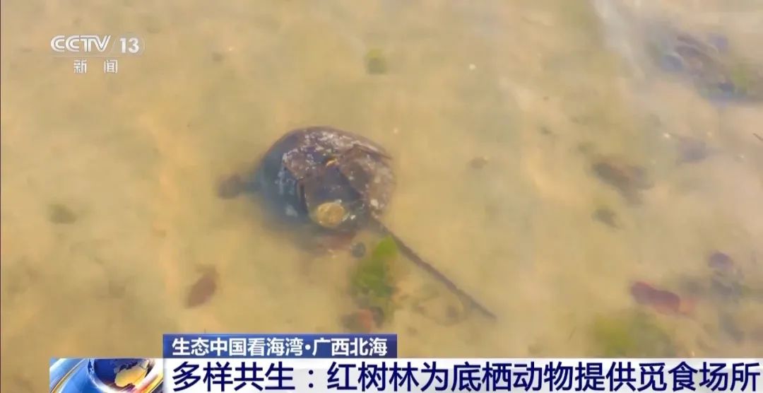 9图看海洋治理的中国方案