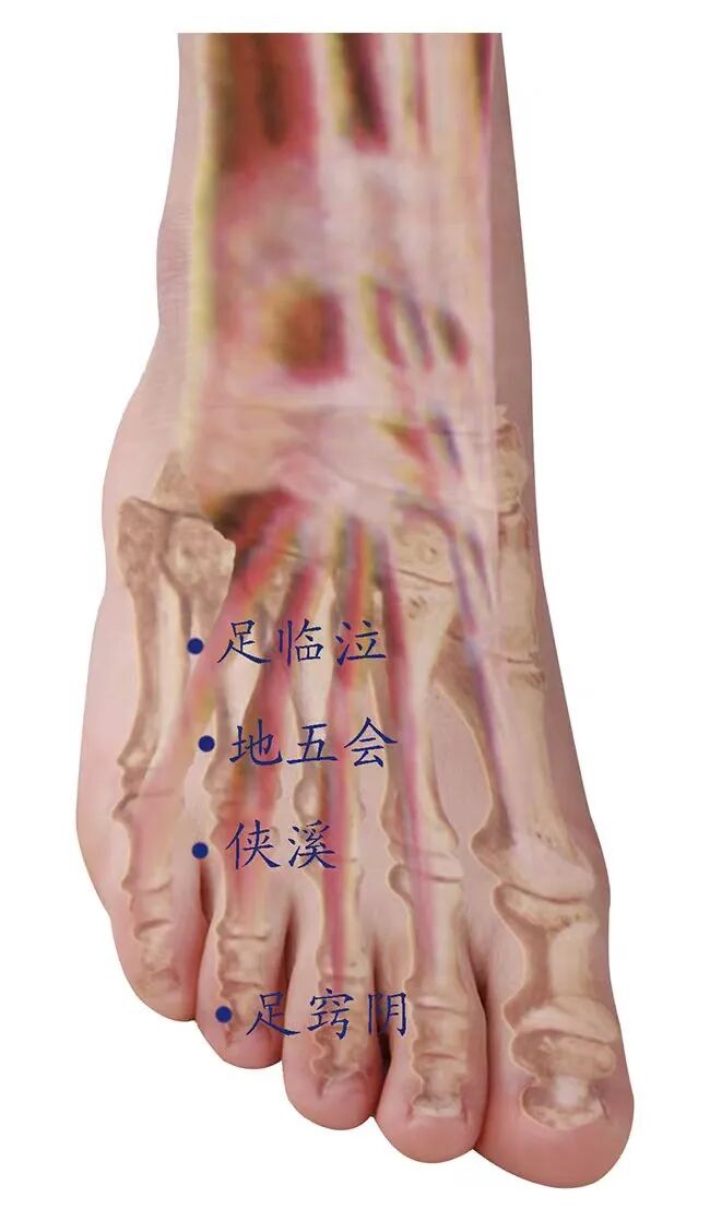 此穴被称为人体的“小柴胡汤”，善治头痛和妇科病！