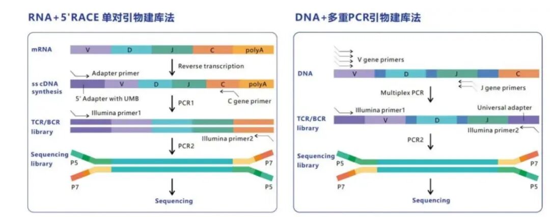 小沐同学（AI）|免疫组库100问(6)-原理篇