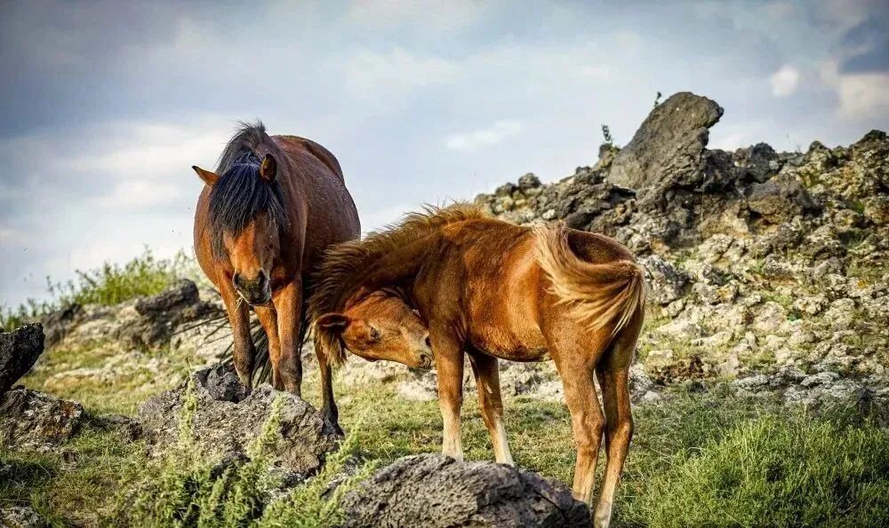 带你领略乌兰哈达火山群的奇妙！